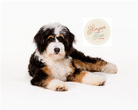  On one hand, this data shows that Bernedoodles are significantly more allergy-friendly than purebred Bernese Mountain Dogs